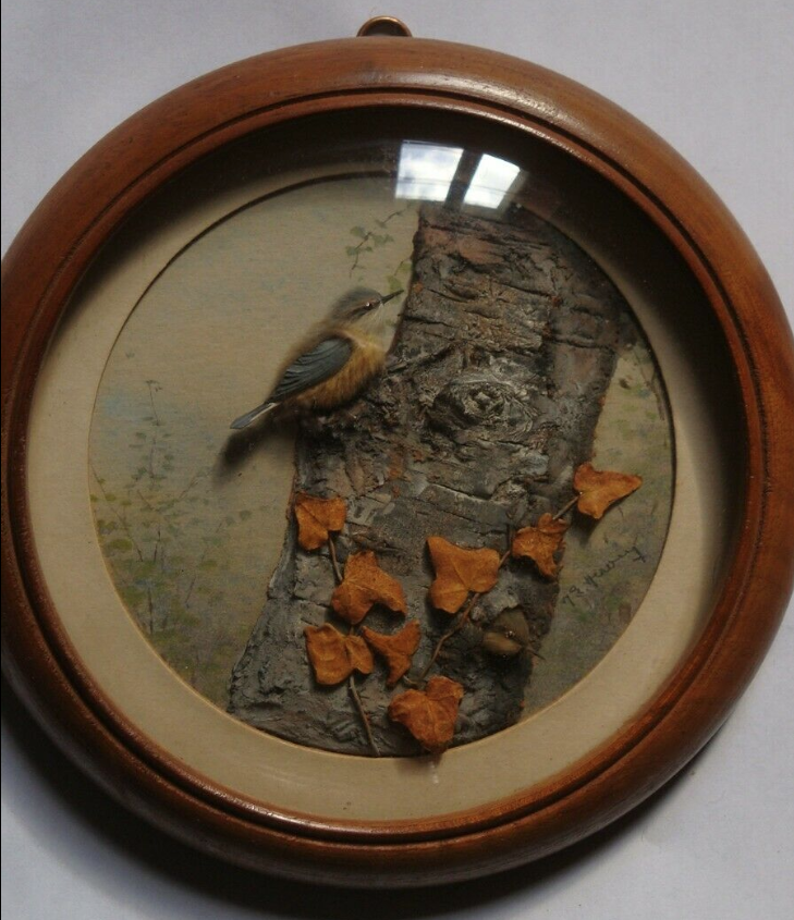 Nuthatches (Version 2) (5-inch)